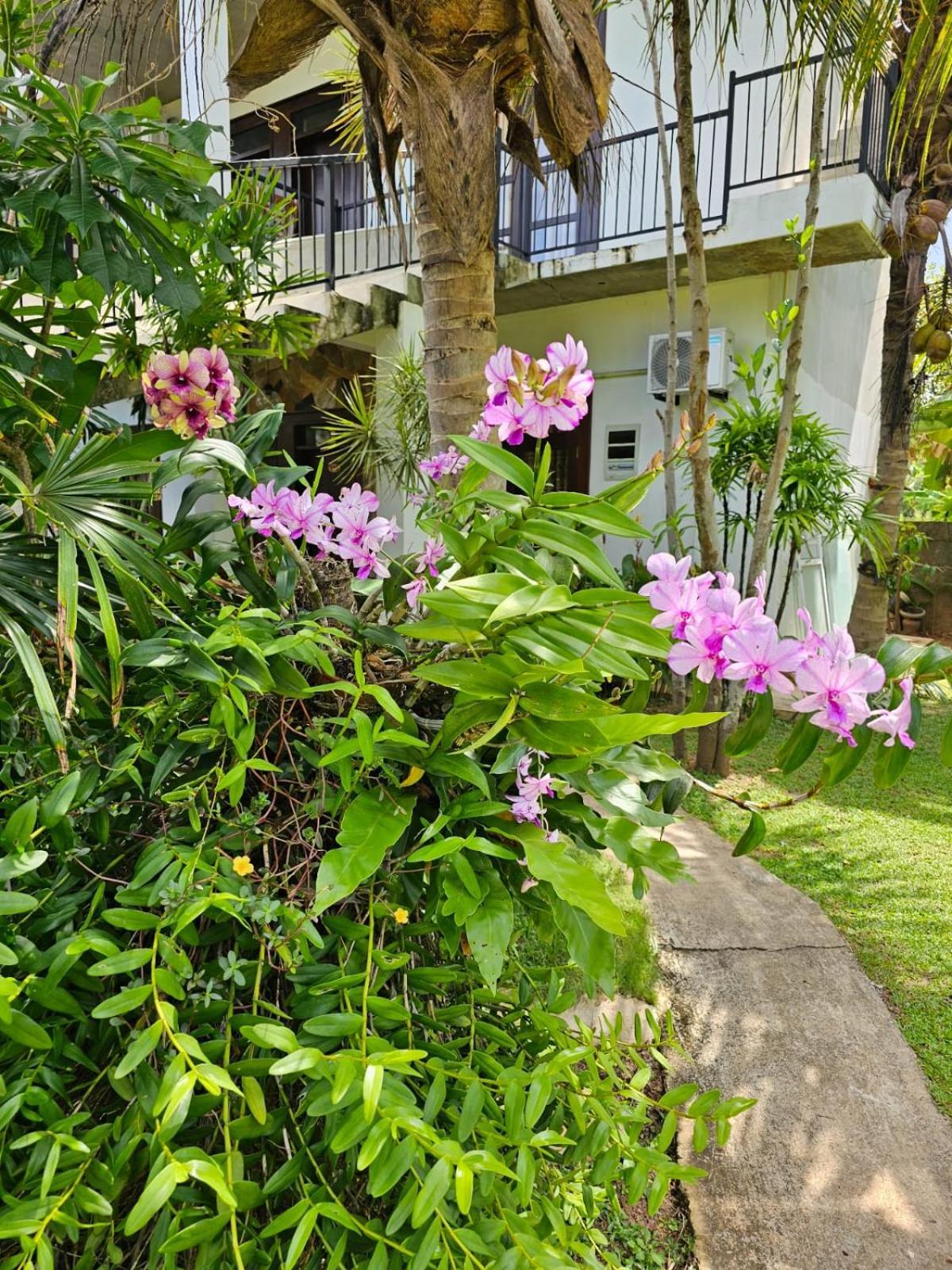 Optimum Residencies Panzió Negombo Kültér fotó